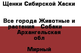 Щенки Сибирской Хаски - Все города Животные и растения » Собаки   . Архангельская обл.,Мирный г.